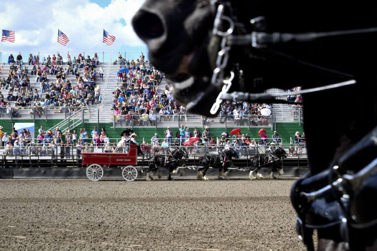 Draft Horse Show at Young Living Fall Festival draws people from across
